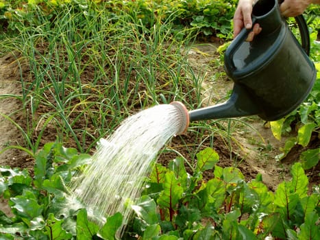 hands with watering can in action