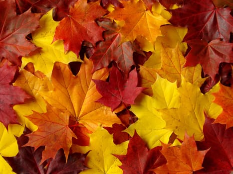 awesome colors of maple leaves in Autumn
