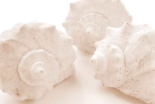 isolated shells on white. closeup
