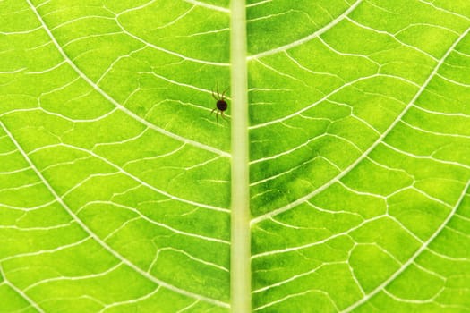 Closeup of green leaf background with small spider in center