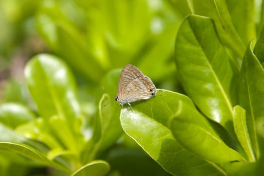 photo of a small butterfly on a leaf
