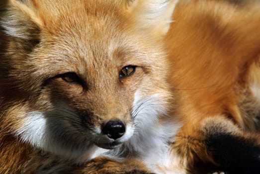 Close-up portrait of a beautiful wild Red Fox