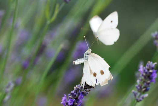 Pair of white butterfly on lavender flowers (selective focus on foreground one)