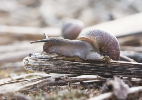Close-up of snail