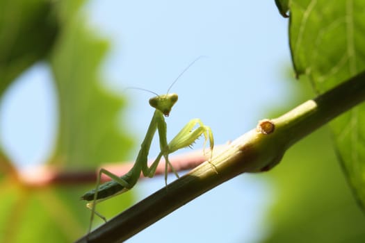 Praying mantis isolated on green nature background