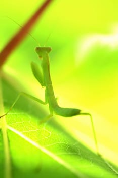 Praying mantis isolated on green nature background