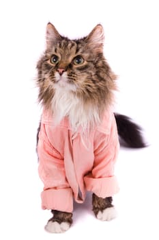 The cat clothed pink bathrobe. Pussy cat in bathrobe.  Isolated on a white background.