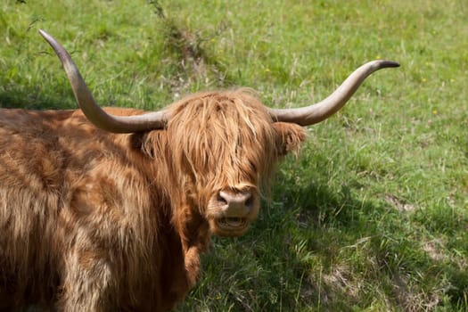 highland cow standing in dappled light on a grassy hillside