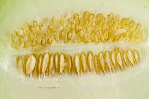 macro photo of an inside of a mellon