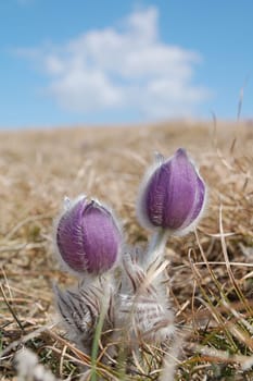 two mayflowers embracing each others on the top under blue sky