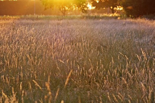 summer glow grassland with bright light of the sunset