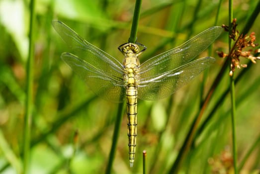 big dragonfly siting on the green grass
