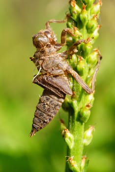 moult of dragonfly on the green stalk