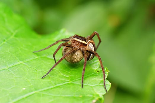 big  frightening spider on the green  leaf