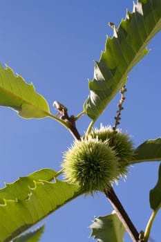 a close up of chest nut burs and leafs
