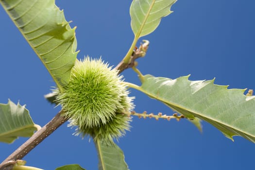 a close up of chest nut burs and leafs