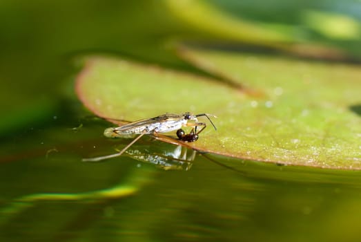 little water spider standing on the water