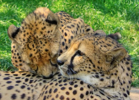 two cheetahs taking care of each other