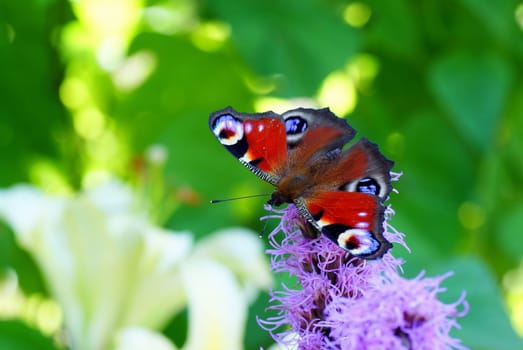 colourful butterfly sit on purple flower