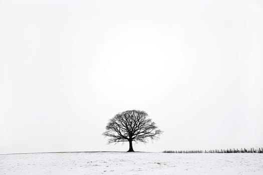 Oak tree in a field of snow in winter against a white sky background.