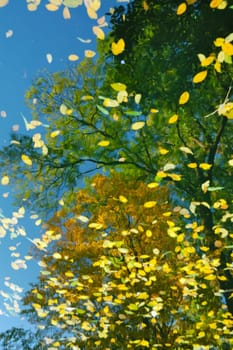 Autumn's green and gold trees reflected in water smooth