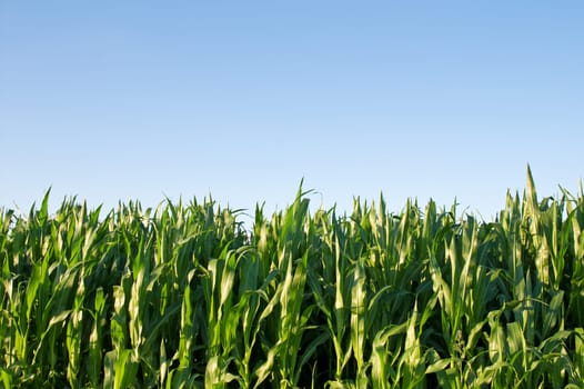 green cornfield against bright blue clear sky