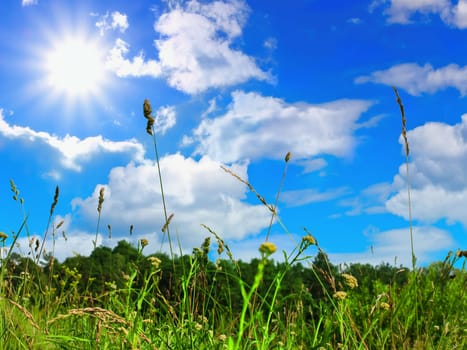 view of the summer sky through the grass