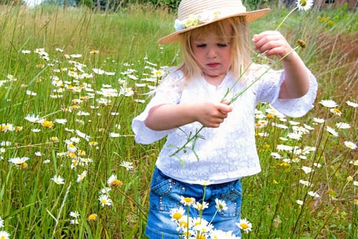 Little girl picking wild daisies.
