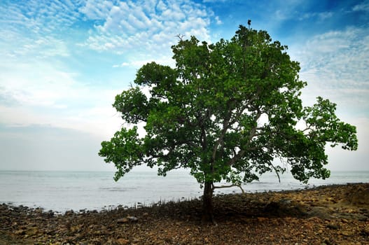 A Mangrove Tree at beach of  Tanjung Tuan or Cape Rachado, Malacca, Malaysia.