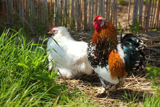 hen and rooster / focus on cock