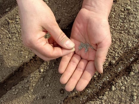 woman hands sowing seeds
