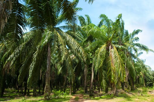 Palm oil to be extracted from its fruits. Fruits turn red when ripe. Photo taken at palm oil plantation in Malaysia, which is also the world largest palm oil exporting country.