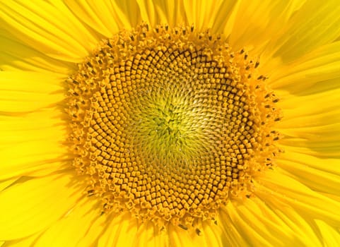 Sunflower close up.  The center of a sunflower.