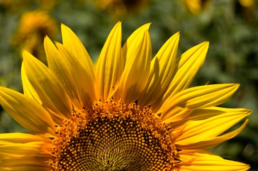 sunflower