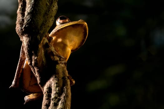 tree frog hypsiboas geograficus at night in the Bolivian jungle