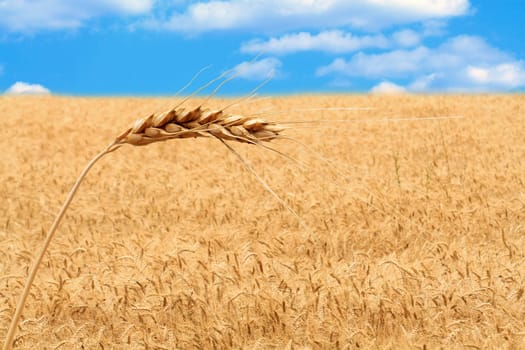 Closeup of wheat ear on background with farm field. Image with clipping path, and so you can use field only or ear only