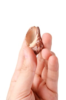 Shell in a man hand. Isolated on white.