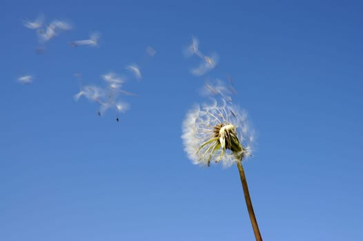 Blowball against blue sky