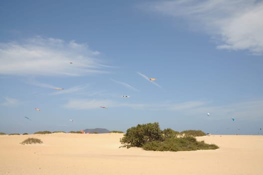 Kites at the Flagbeach in Corralejo, Canary Island Fuerteventura, Spain