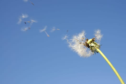 Blowball against blue sky