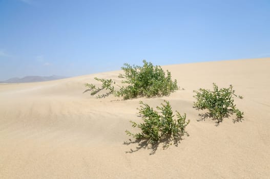 Lonely plant in the dunes at the canary island Fuerteventura, Spain