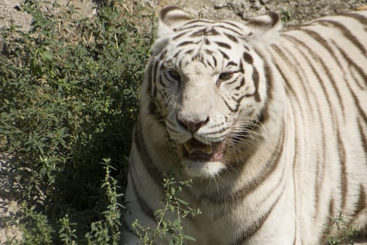 An exotic rare white bengal tiger hunting prey