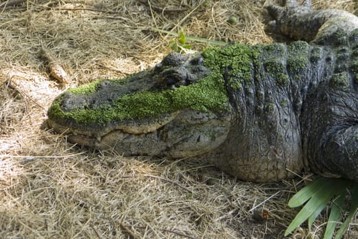 An alligator sunning in the swamps of Louisiana covered in duckweed
