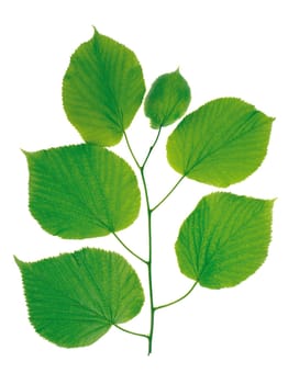 Green leaf, single close-up isolated object