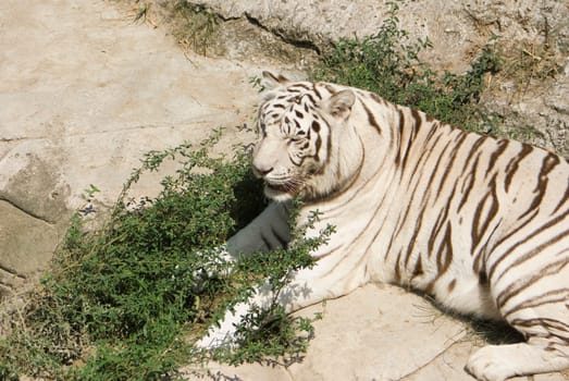 A rare white bengal tiger resting on some rocks