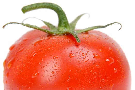 tomato single close-up wet water drops