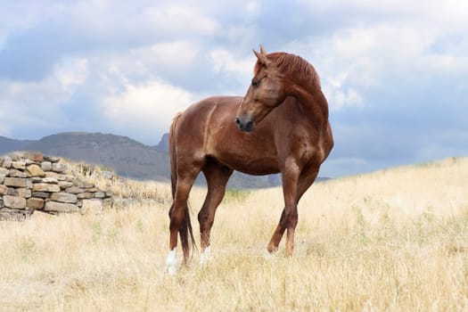Nice brown horse on nature background with sky and mountains