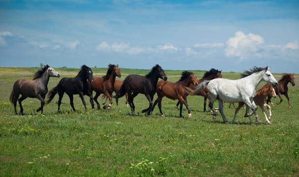Horses Running / blue sky and green grass
