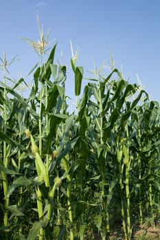 corn field and blue sky