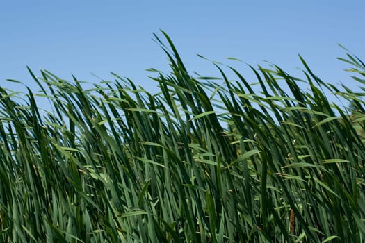 reed background